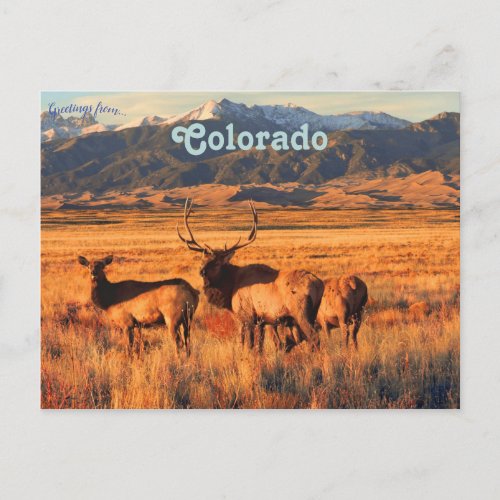 Elk in Grasslands and Dunes in Colorado Postcard