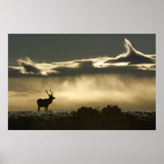 elk in horseshoe park rmnp poster