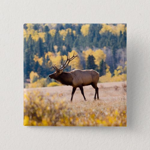 Elk in Rocky Mountain National Park Colorado Button