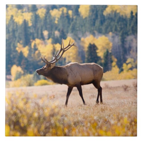 Elk in Rocky Mountain National Park Colorado Ceramic Tile