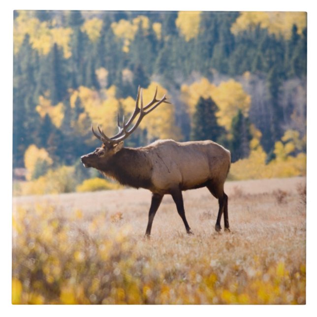 Elk in Rocky Mountain National Park, Colorado Ceramic Tile (Front)