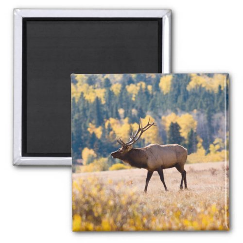 Elk in Rocky Mountain National Park Colorado Magnet