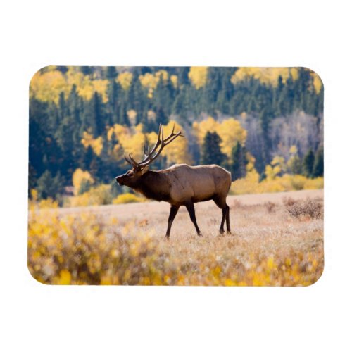 Elk in Rocky Mountain National Park Colorado Magnet