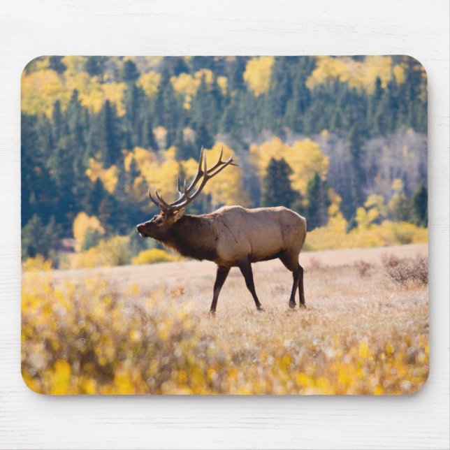Elk in Rocky Mountain National Park, Colorado Mouse Pad (Front)