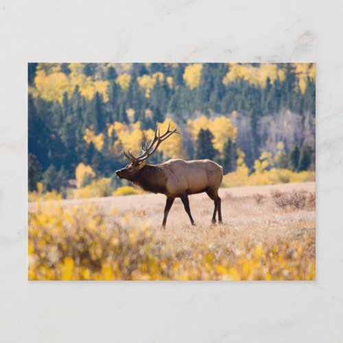 Elk in Rocky Mountain National Park Colorado Postcard