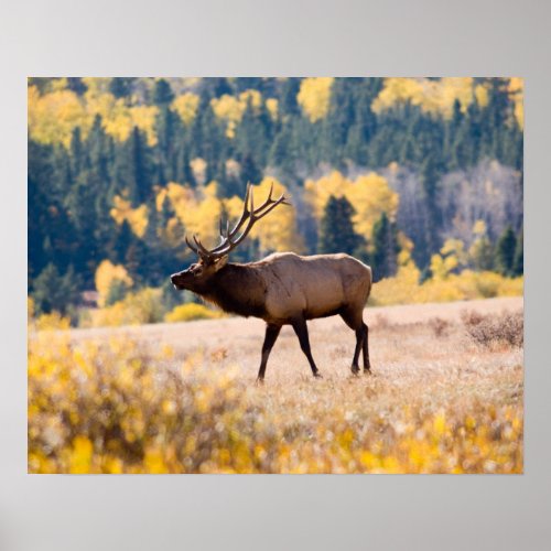 Elk in Rocky Mountain National Park Colorado Poster