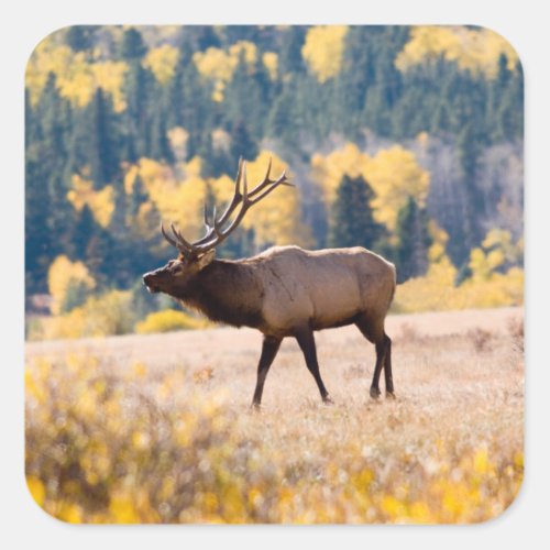 Elk in Rocky Mountain National Park Colorado Square Sticker