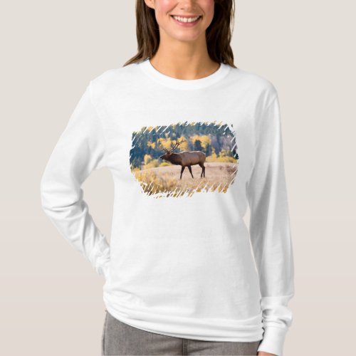 Elk in Rocky Mountain National Park Colorado T_Shirt