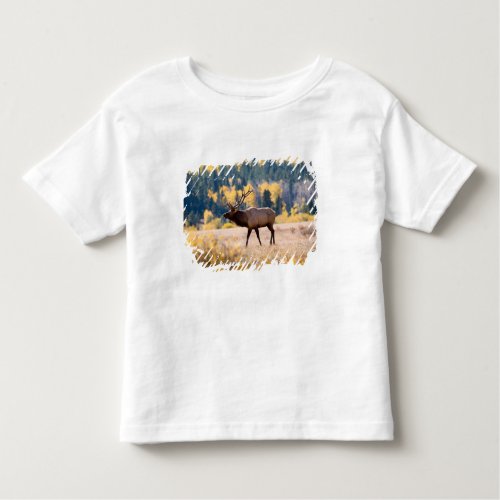 Elk in Rocky Mountain National Park Colorado Toddler T_shirt