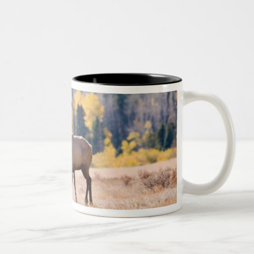 Elk in Rocky Mountain National Park Colorado Two_Tone Coffee Mug