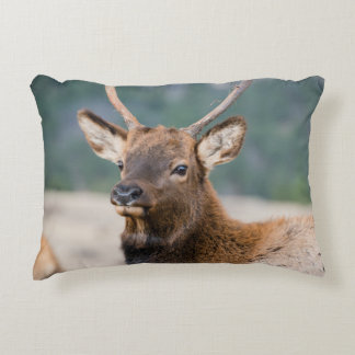 ELK IN ROCKY MOUNTAIN NATIONAL PARK - ELK HERDS GR ACCENT PILLOW