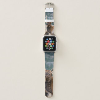 ELK IN ROCKY MOUNTAIN NATIONAL PARK - ELK HERDS GR APPLE WATCH BAND