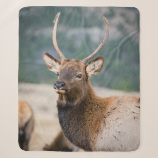 ELK IN ROCKY MOUNTAIN NATIONAL PARK - ELK HERDS GR SHERPA BLANKET