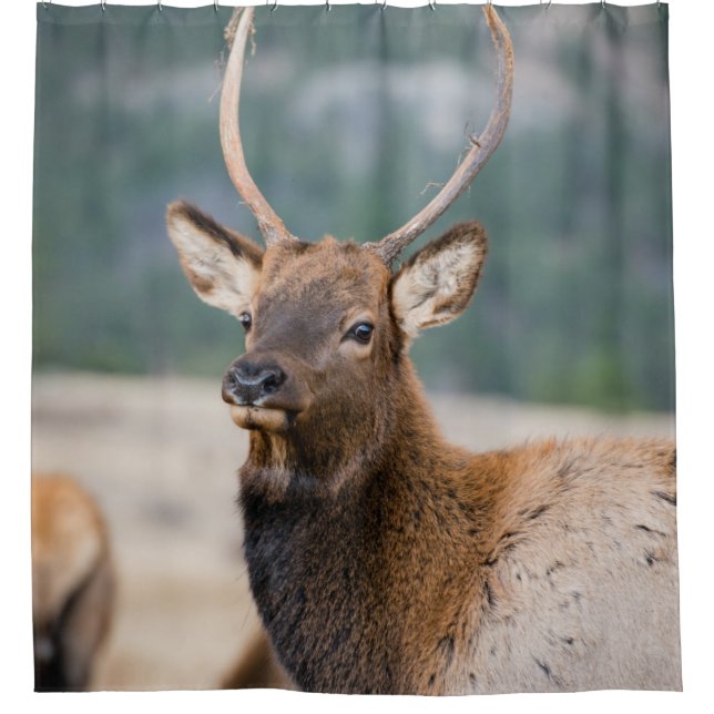 ELK IN ROCKY MOUNTAIN NATIONAL PARK - ELK HERDS GR SHOWER CURTAIN (Front)