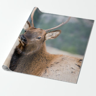 ELK IN ROCKY MOUNTAIN NATIONAL PARK - ELK HERDS GR WRAPPING PAPER