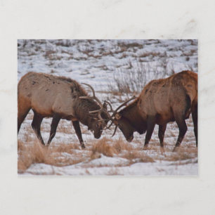 Elk in Rocky Mountain National Park Postcard