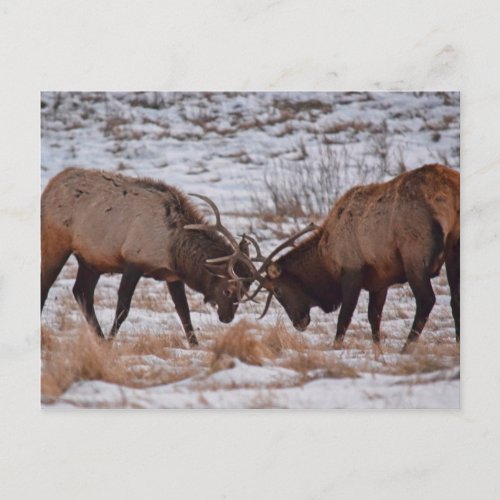 Elk in Rocky Mountain National Park Postcard