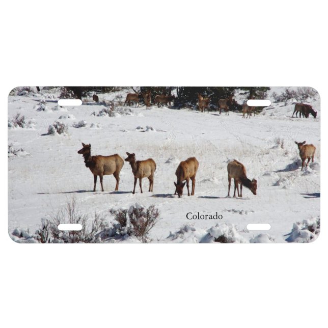 Elk in snow license plate (Front)