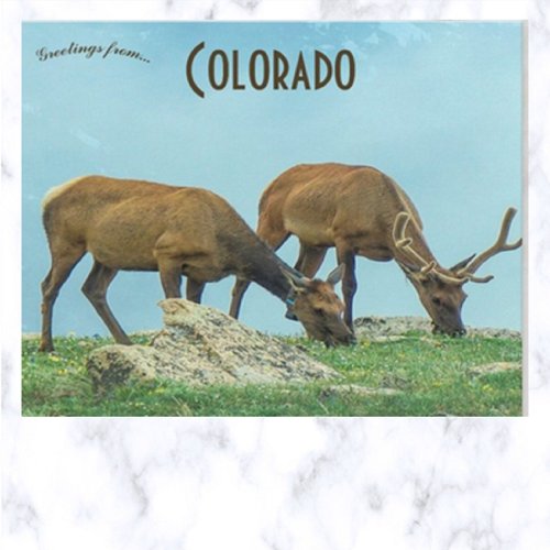 Elk in the Rocky Mountains of Colorado Postcard