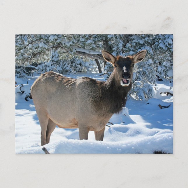 Elk in the Snow Postcard (Front)