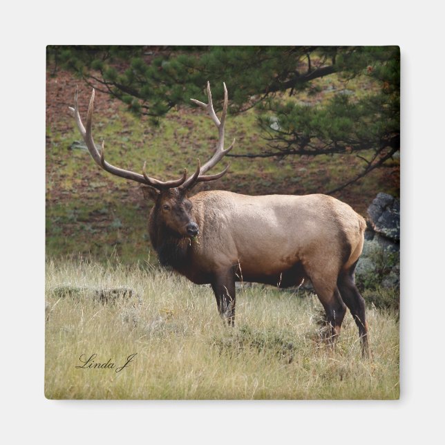 Elk in the Wild Magnet (Front)