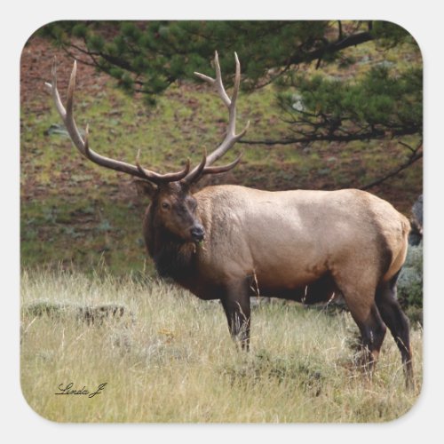 Elk in the Wild Square Sticker