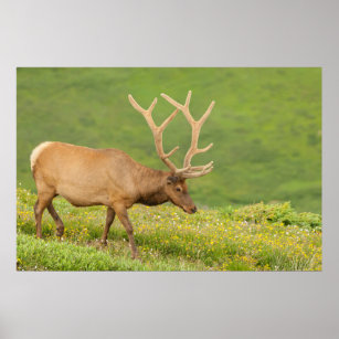 Elk in velvet walking, Colorado Poster