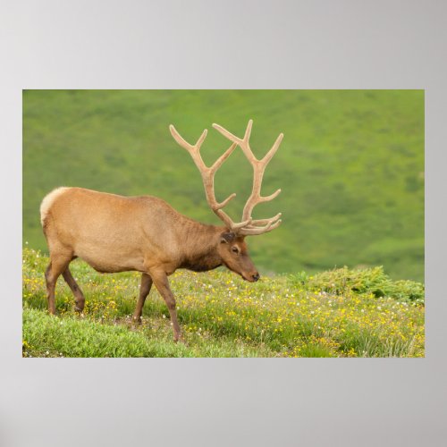 Elk in velvet walking Colorado Poster