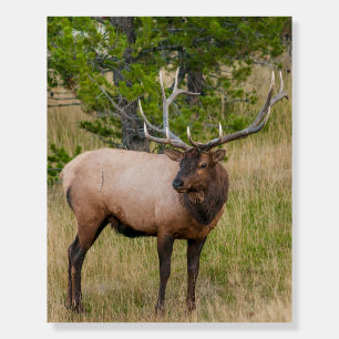 Elk Lake Village Yellowstone National Park Wyoming Foam Board