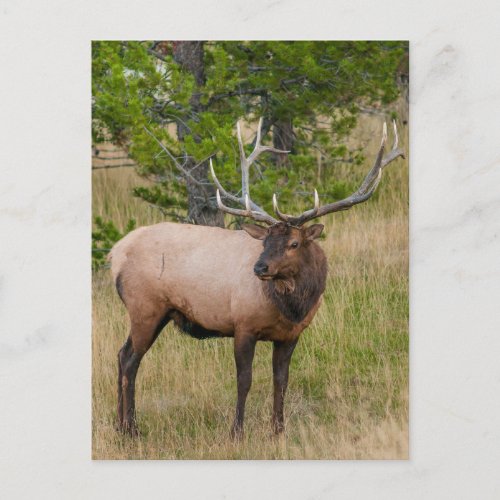 Elk Lake Village Yellowstone National Park Wyoming Postcard