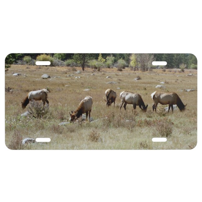 elk license plate (Front)