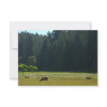 Elk Meadow at Redwood National Park