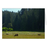 Elk Meadow at Redwood National Park