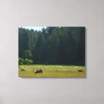 Elk Meadow at Redwood National Park Canvas Print
