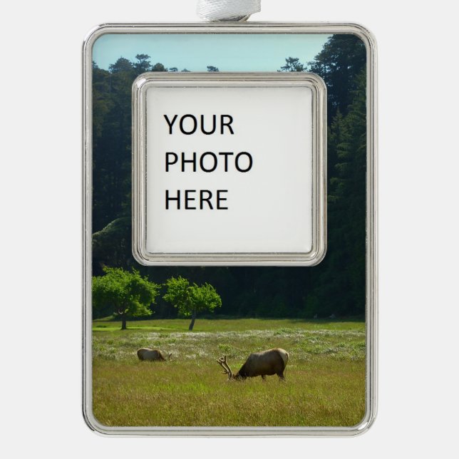Elk Meadow at Redwood National Park Christmas Ornament (Front)