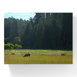 Elk Meadow at Redwood National Park Paperweight