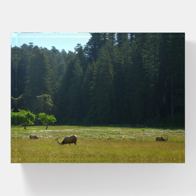 Elk Meadow at Redwood National Park Paperweight (Front)