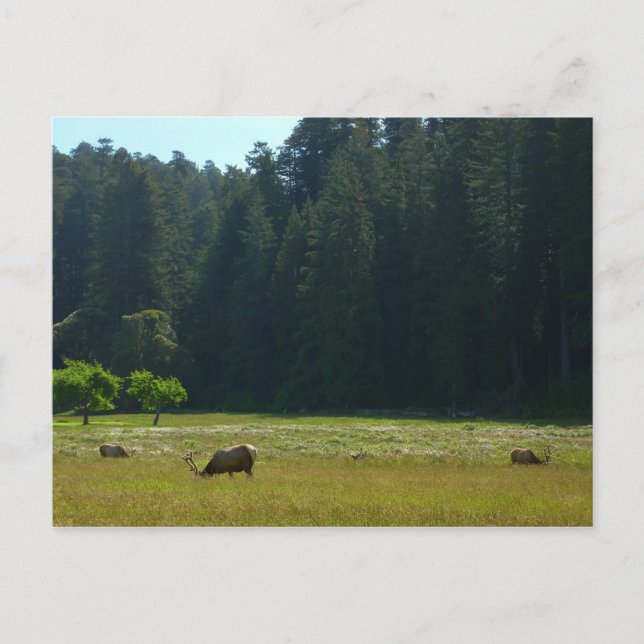 Elk Meadow at Redwood National Park Postcard (Front)