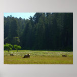 Elk Meadow at Redwood National Park Poster