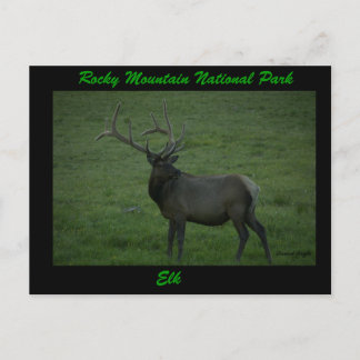 Elk, Milner Pass Postcard