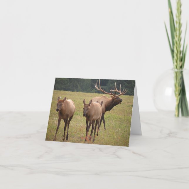 Elk Note Card (Front)