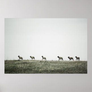 Elk P2799 Print