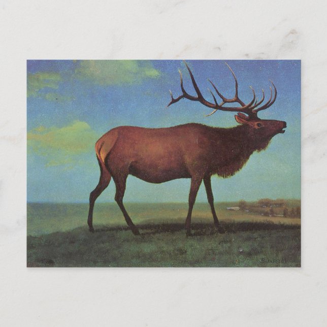 Elk Painting Postcard (Front)
