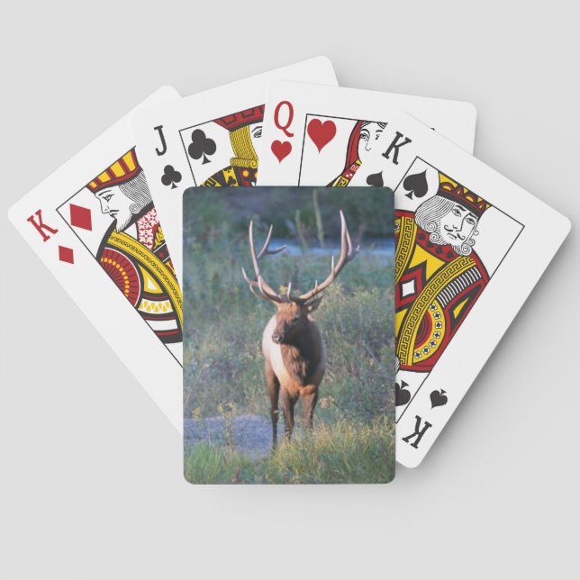 Elk Playing Cards (Back)