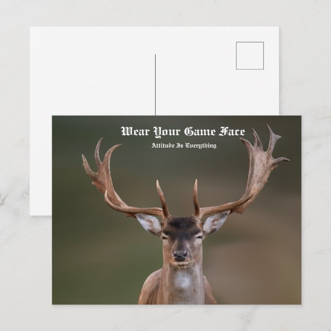 Elk Postcard (Front/Back)