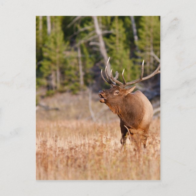 Elk Postcard (Front)