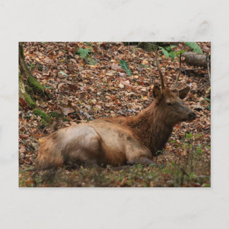 Elk Postcard
