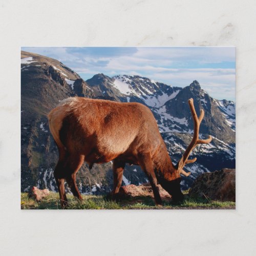 Elk Postcard