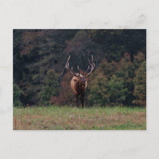 Elk Postcard