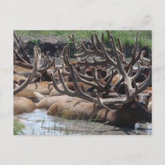 elk postcard